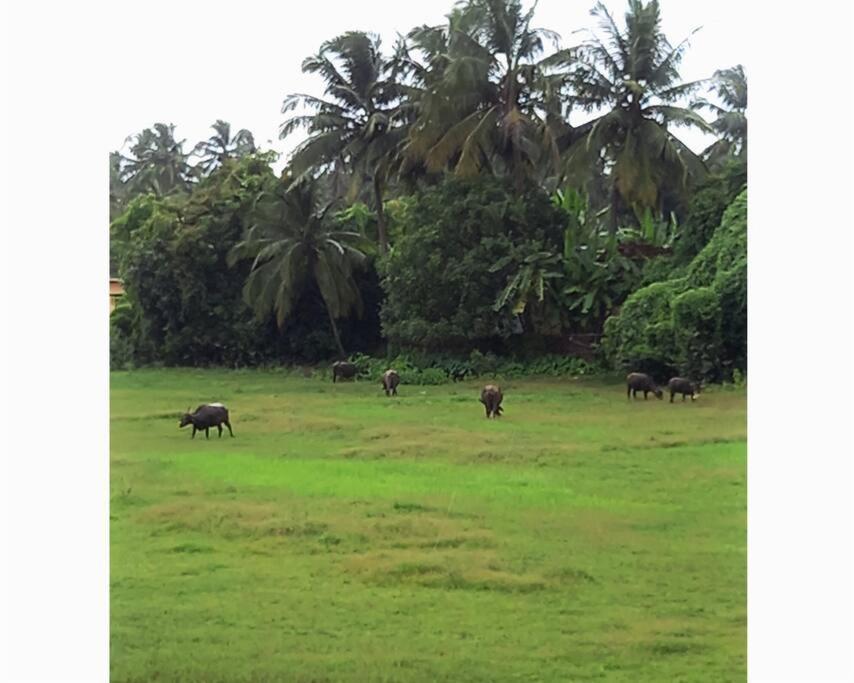 Cockerel Homestay - Traditional Beach Village - Goa Канакона Екстериор снимка